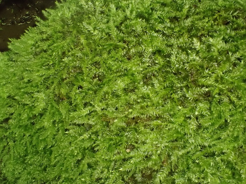 Herzogiella Moss photo 5