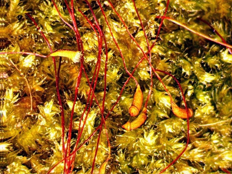 Herzogiella Moss photo 6