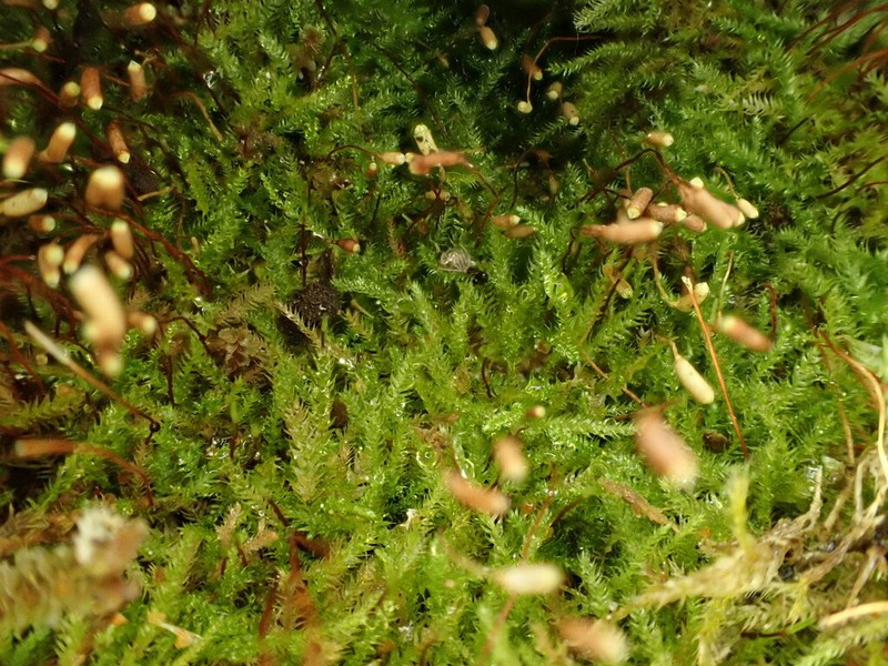 Herzogiella Moss photo 7