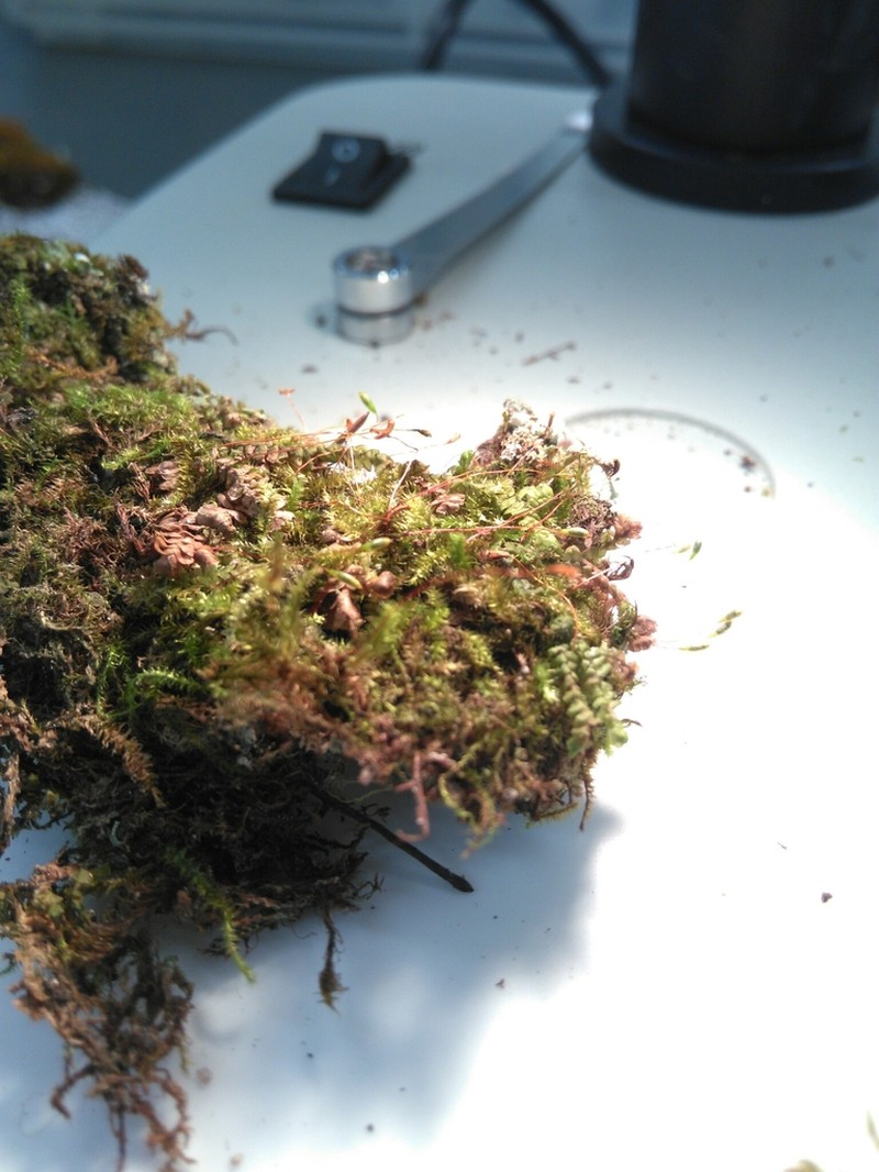 Herzogiella Moss photo 8