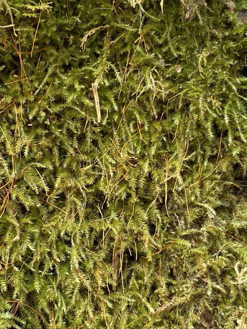 Herzodiella Moss