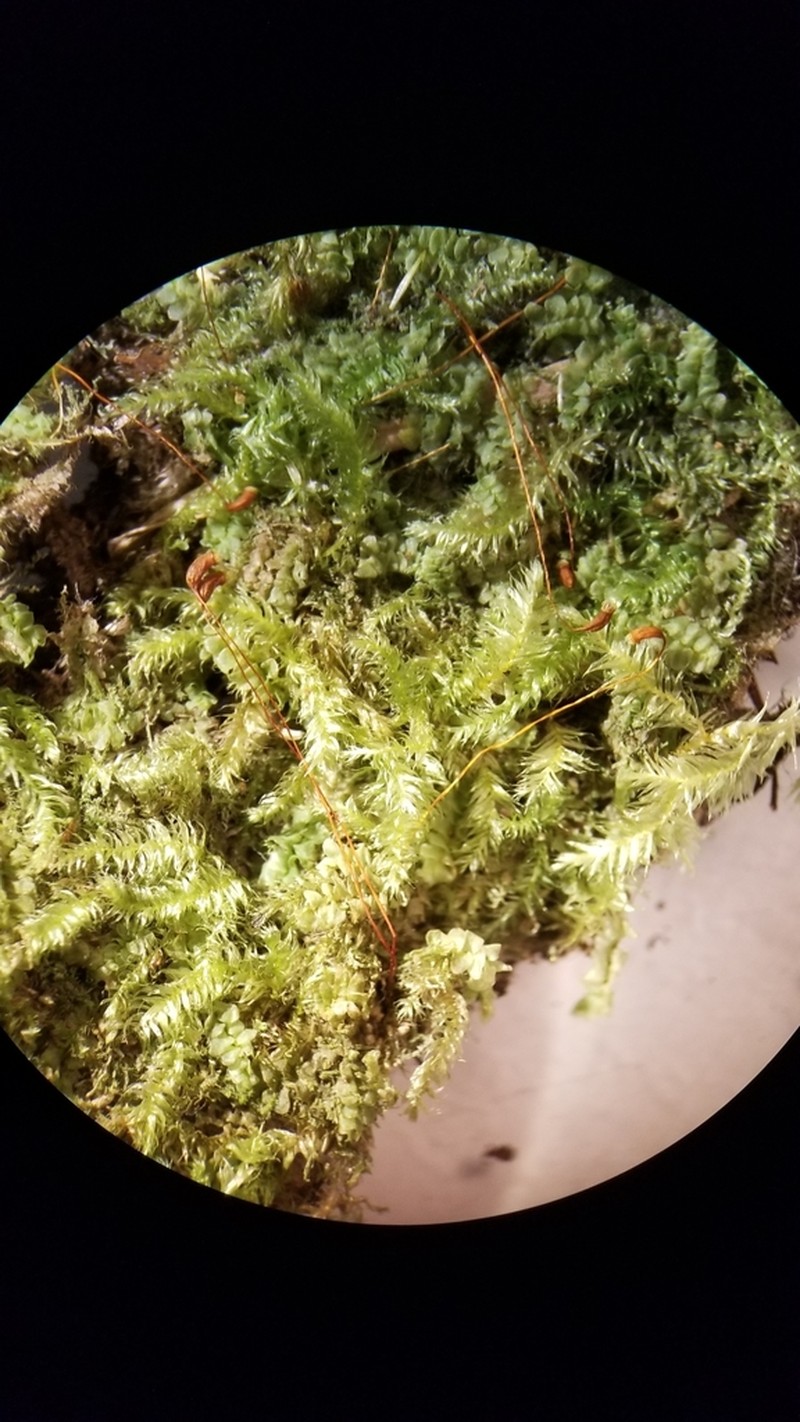 Herzodiella Moss photo 2