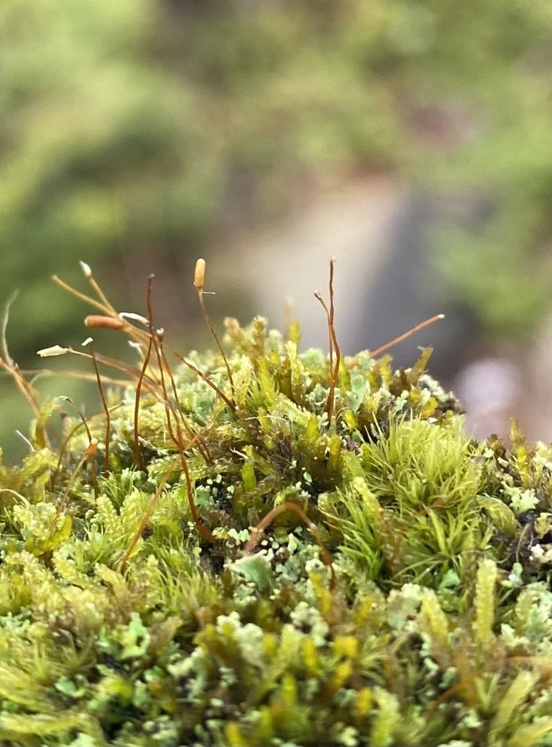 Herzodiella Moss photo 3