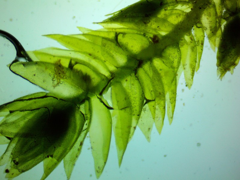 Herzodiella Moss photo 6