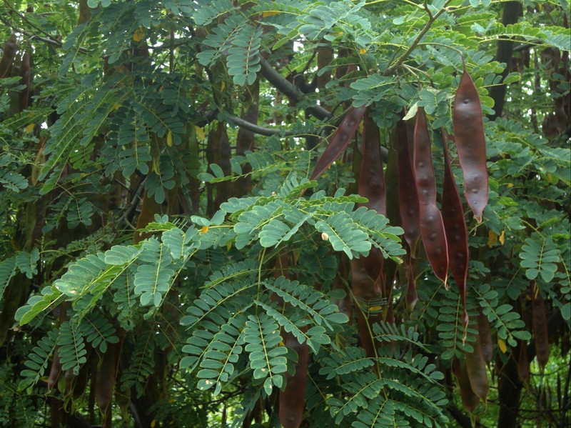 Hesperalbizia occidentalis