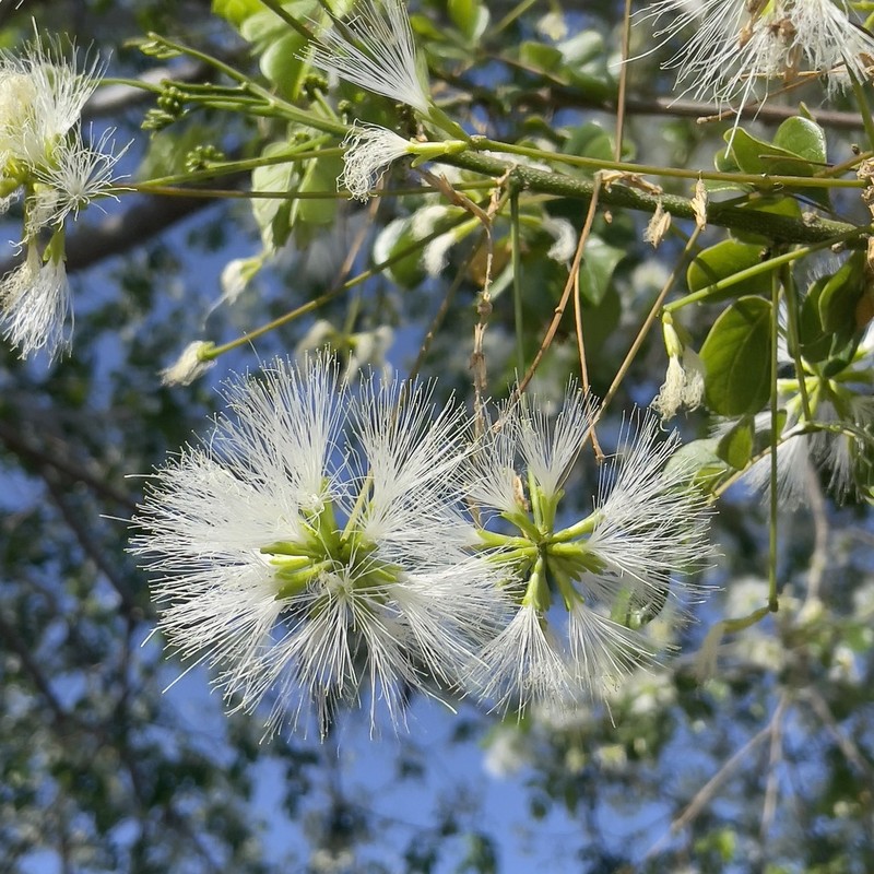 Hesperalbizia occidentalis photo 2
