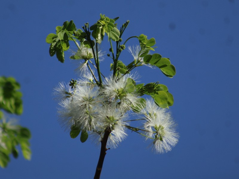 Hesperalbizia occidentalis photo 3