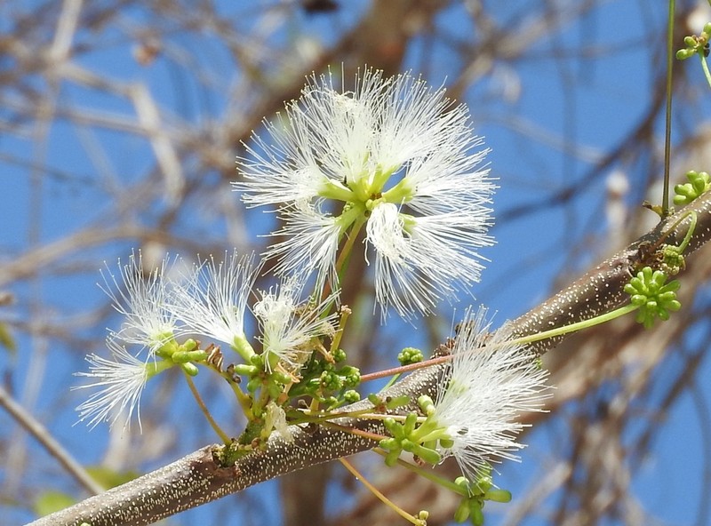 Hesperalbizia occidentalis photo 6