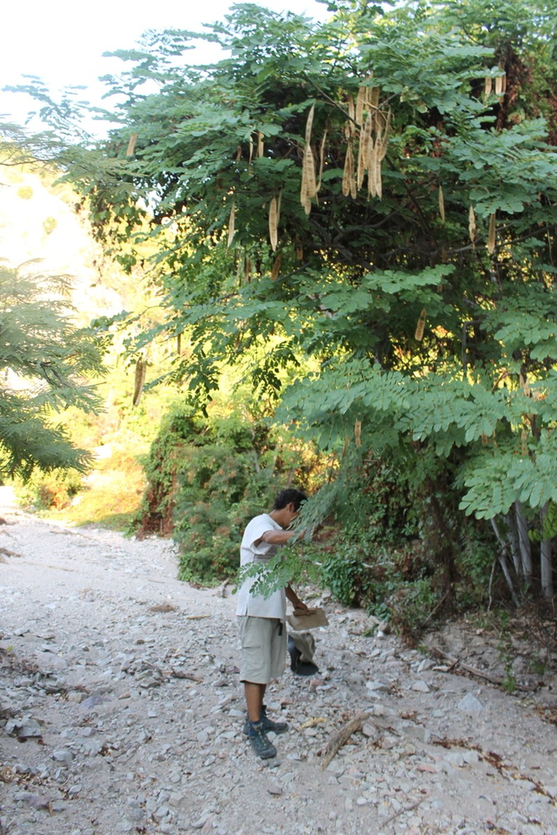 Hesperalbizia occidentalis photo 7