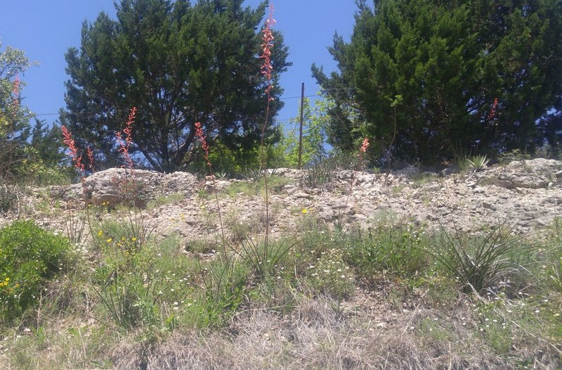 Hesperaloe engelmannii