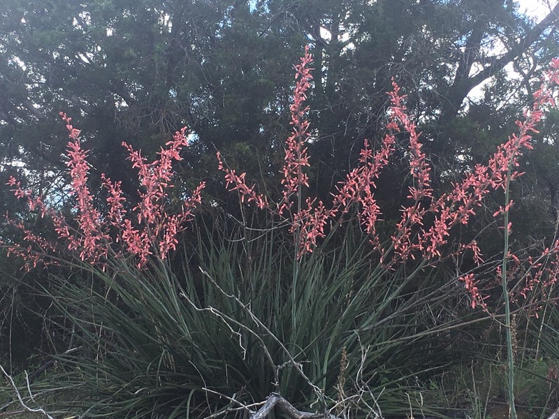 Hesperaloe engelmannii photo 2