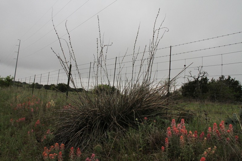 Hesperaloe engelmannii photo 3