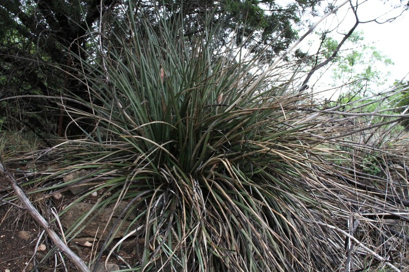 Hesperaloe engelmannii photo 5