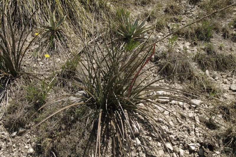 Hesperaloe engelmannii photo 8