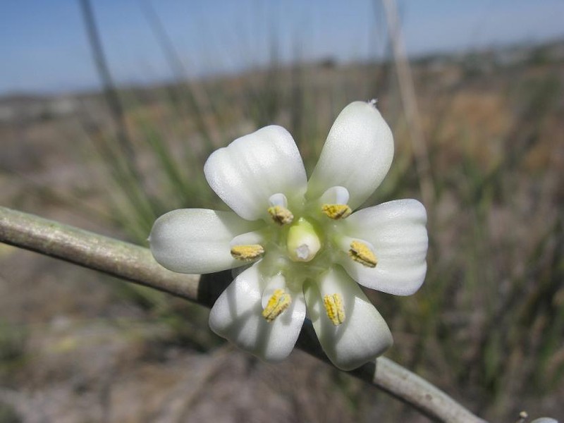 New Mexico False Yucca