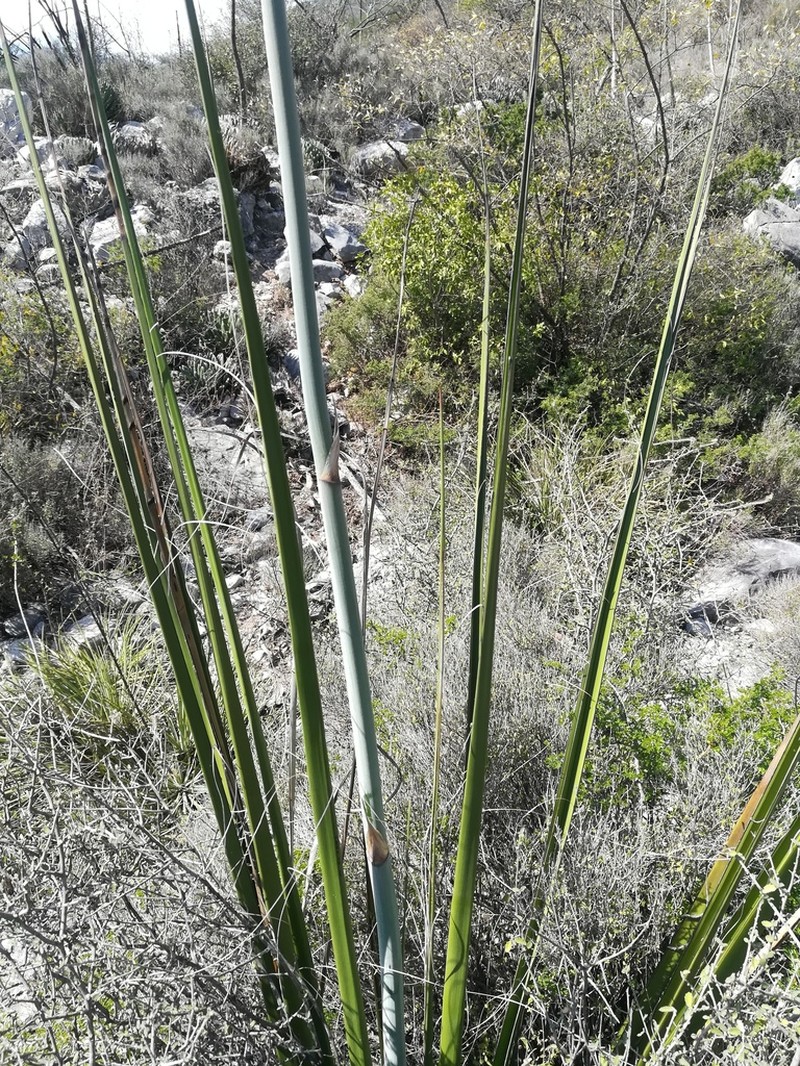 New Mexico False Yucca