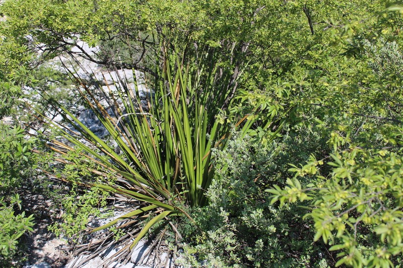 New Mexico False Yucca photo 2
