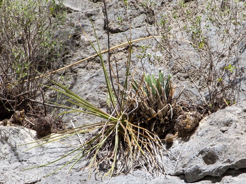 New Mexico False Yucca photo 3