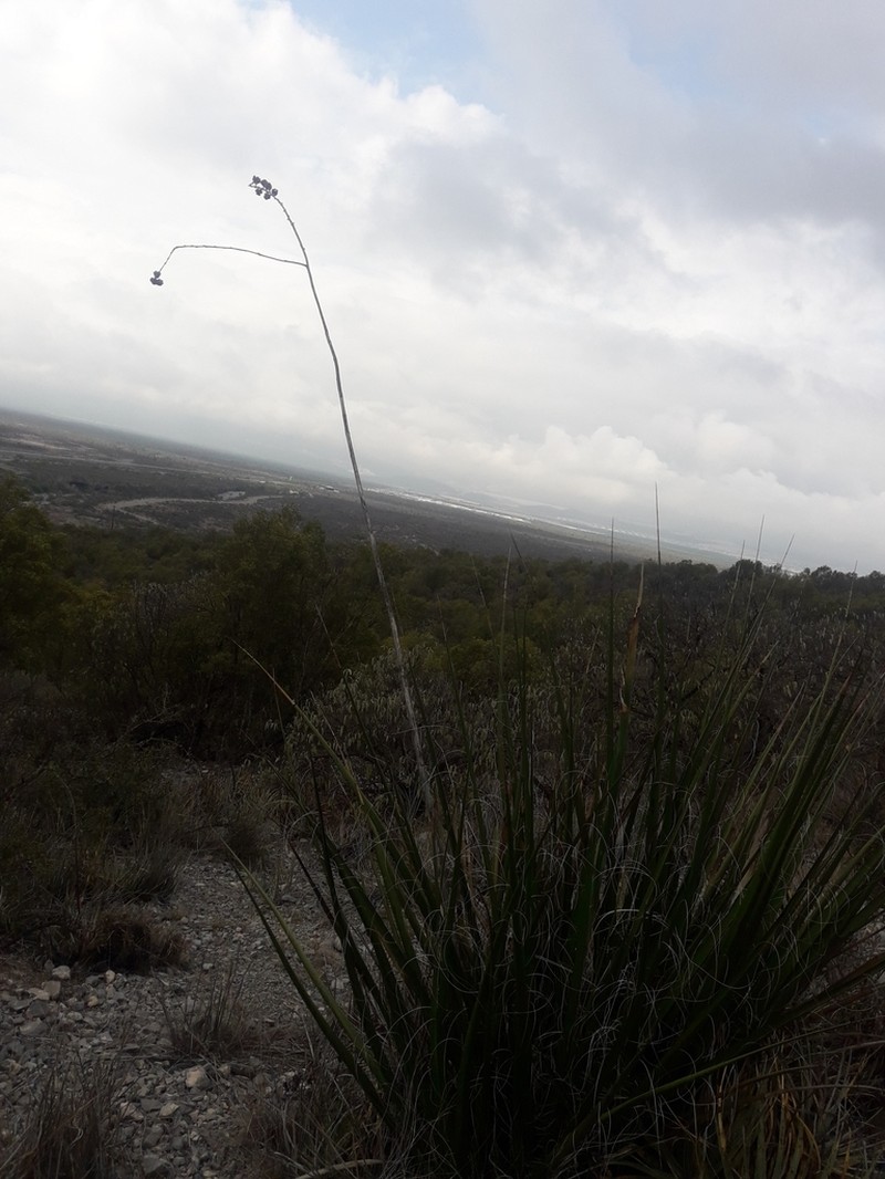 New Mexico False Yucca photo 4