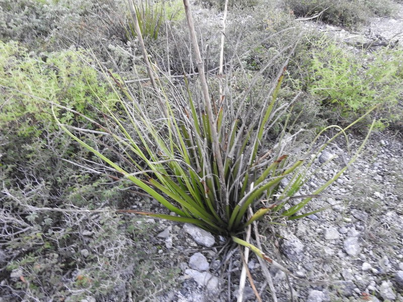 New Mexico False Yucca photo 5