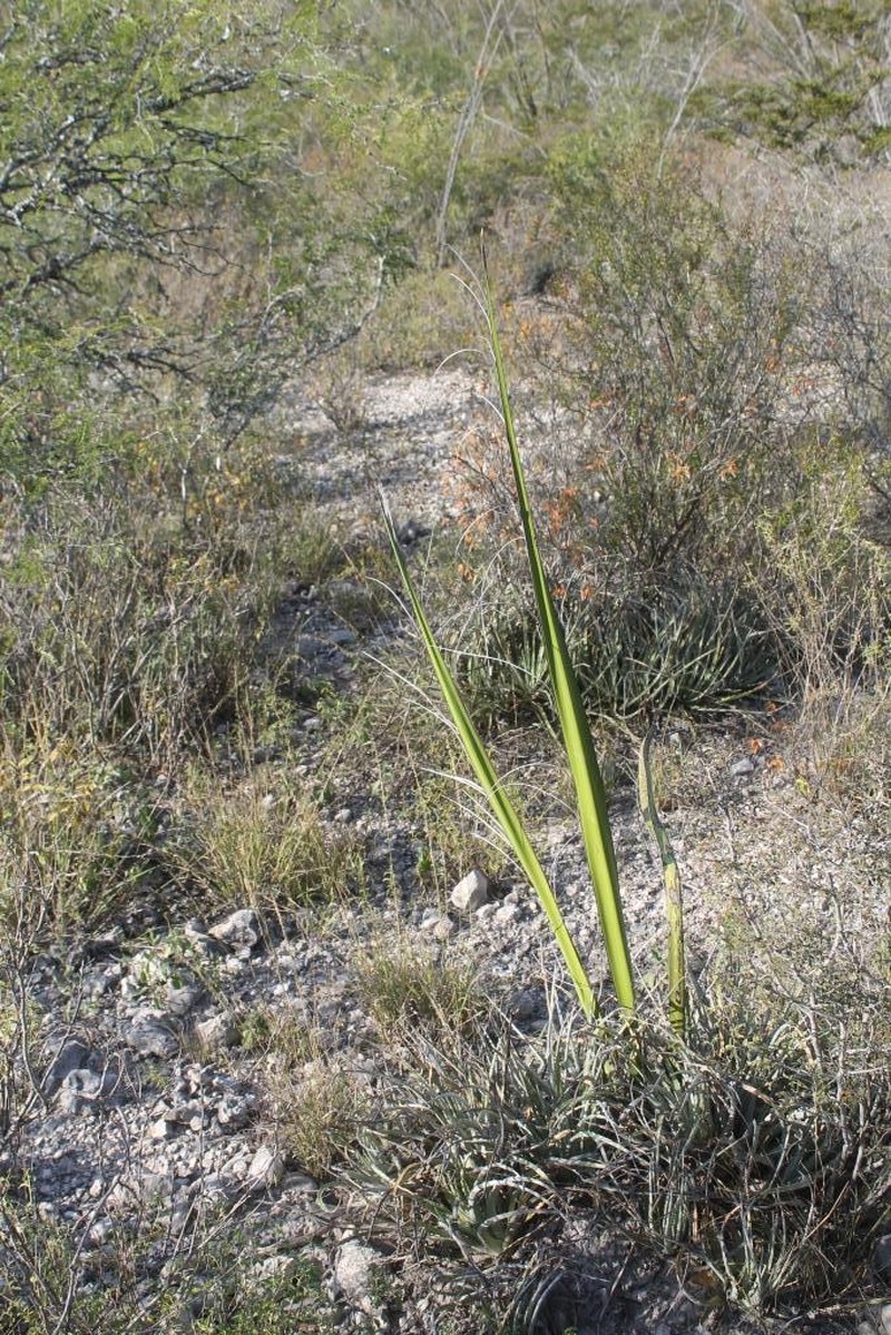 New Mexico False Yucca photo 6