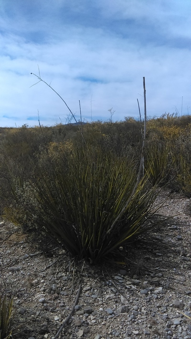 New Mexico False Yucca photo 7