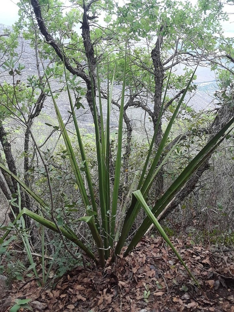 New Mexico False Yucca photo 8