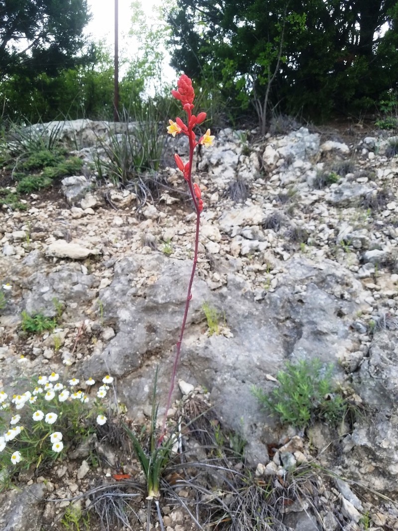 Redflower False Yucca photo 2