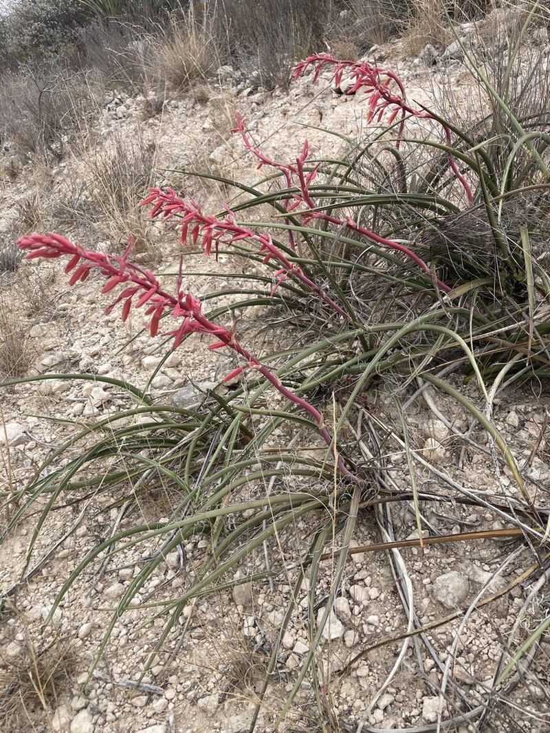 Redflower False Yucca photo 4
