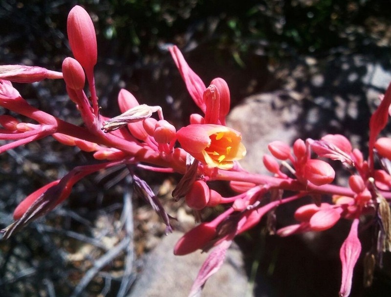 Redflower False Yucca photo 5