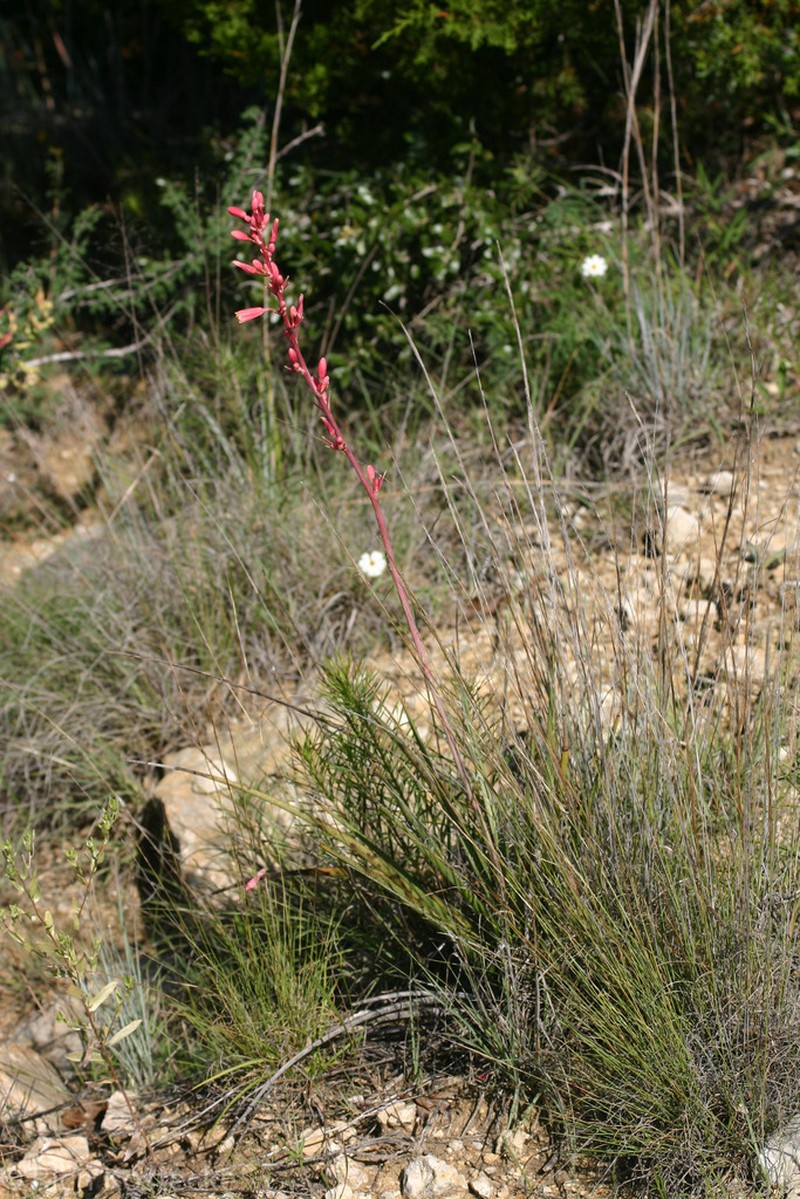 Redflower False Yucca photo 6