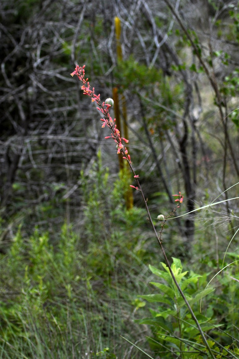 Redflower False Yucca photo 7