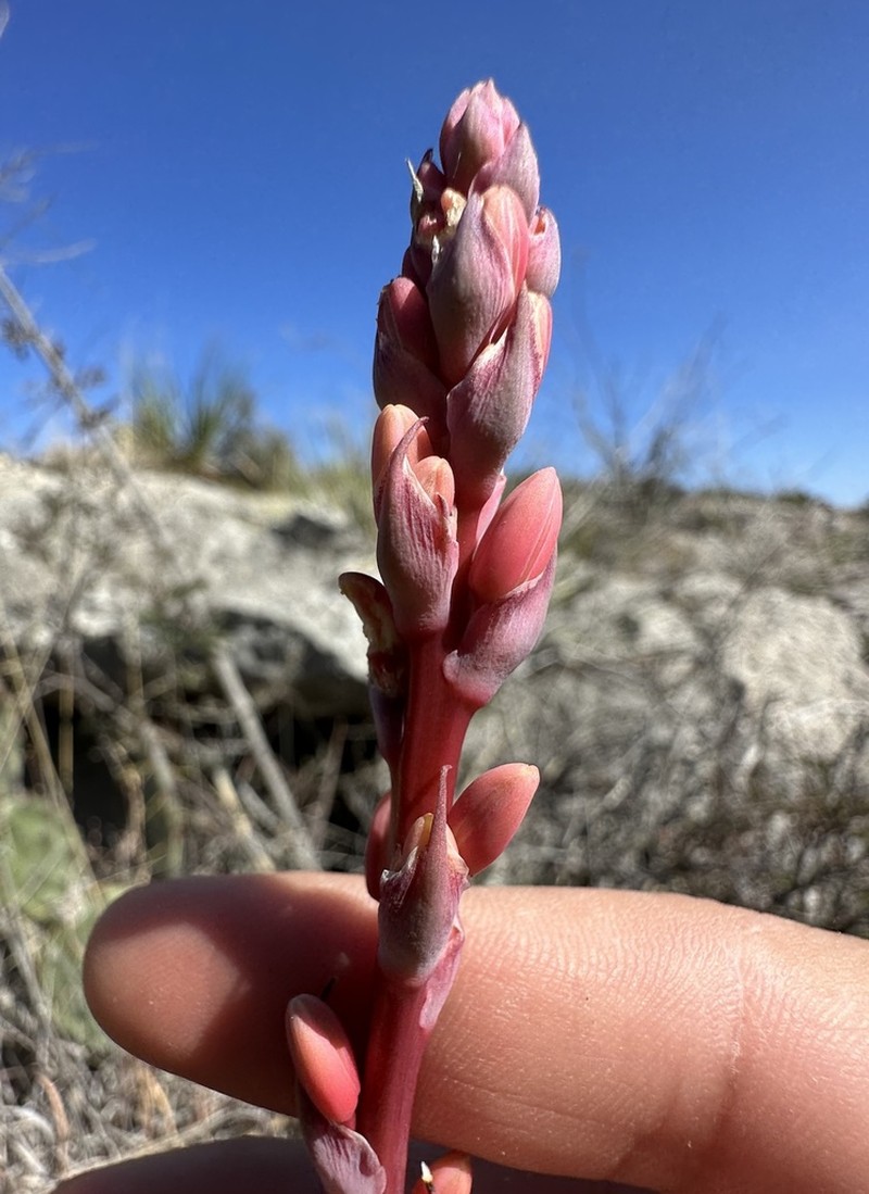Redflower False Yucca photo 8