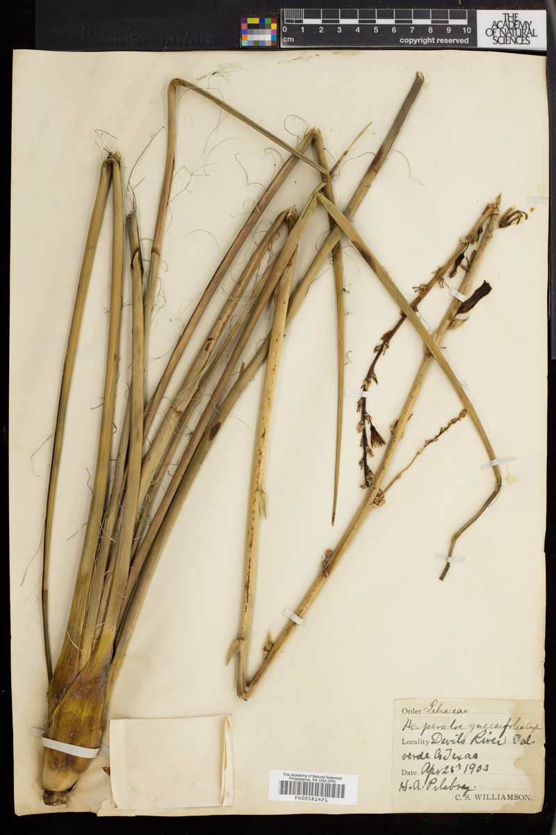 Hesperaloe parviflora subsp. parviflora photo 2