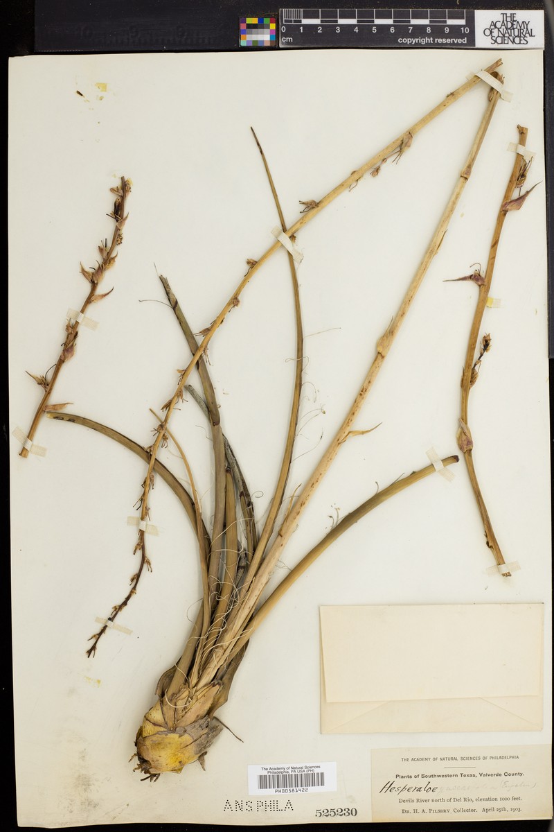 Hesperaloe parviflora subsp. parviflora photo 3