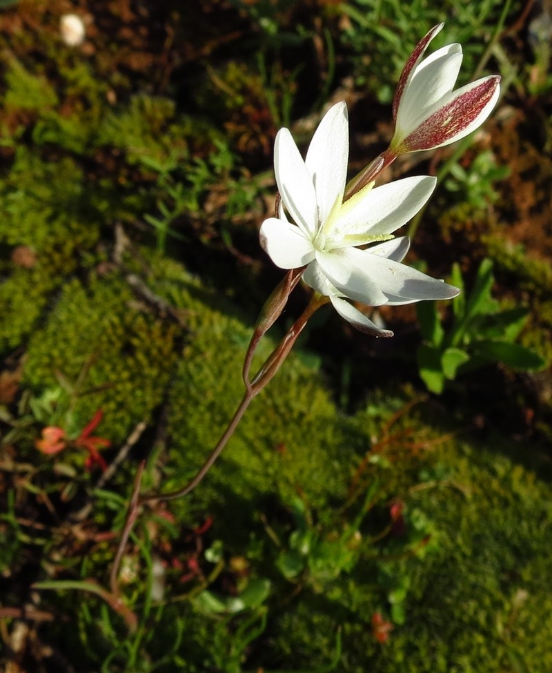 Hesperantha acuta subsp. acuta