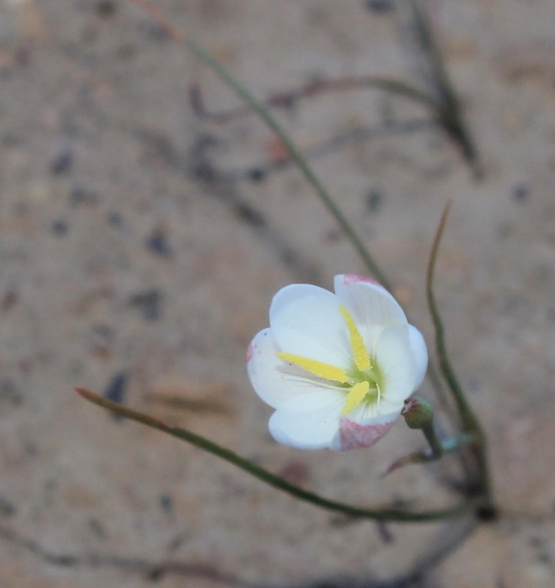 Hesperantha acuta subsp. acuta photo 2
