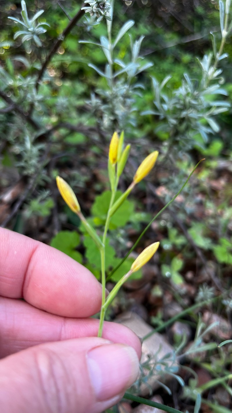 Hesperantha acuta subsp. tugwelliae