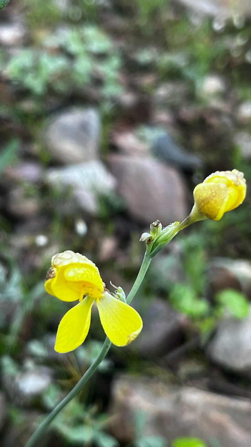 Hesperantha acuta subsp. tugwelliae photo 2