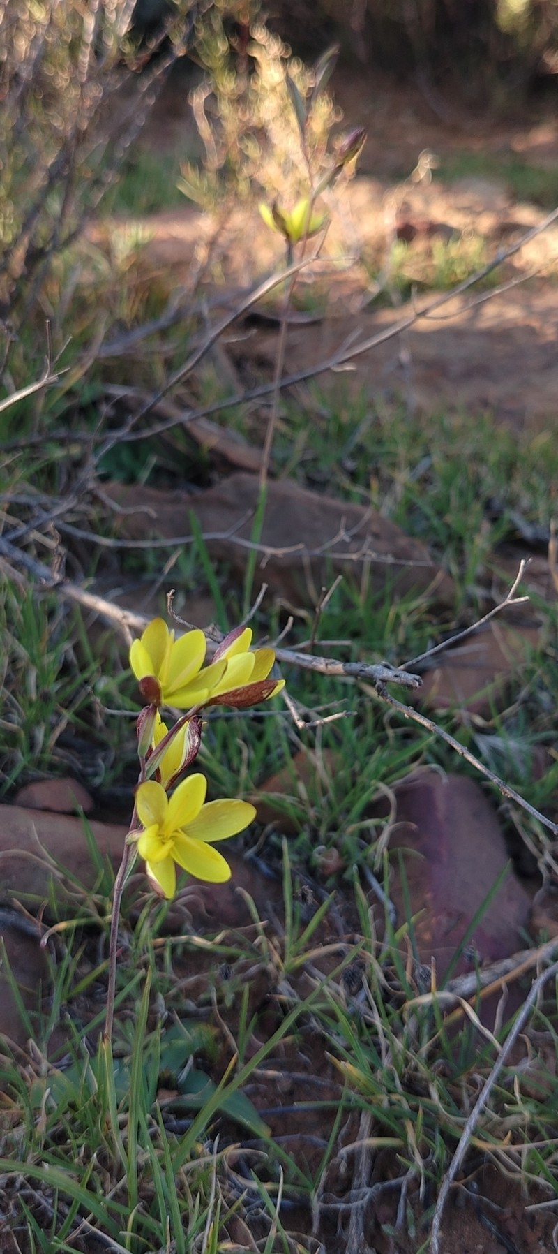 Hesperantha acuta subsp. tugwelliae photo 3