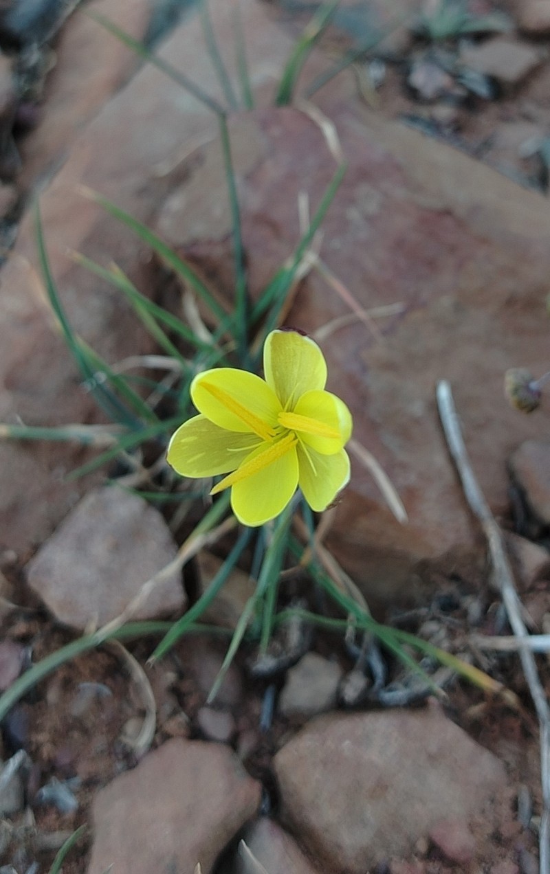 Hesperantha acuta subsp. tugwelliae photo 4