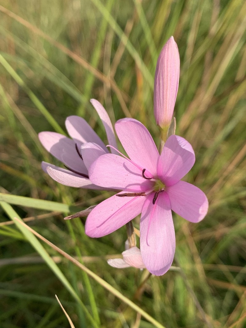 Hesperantha mtamvunae photo 2