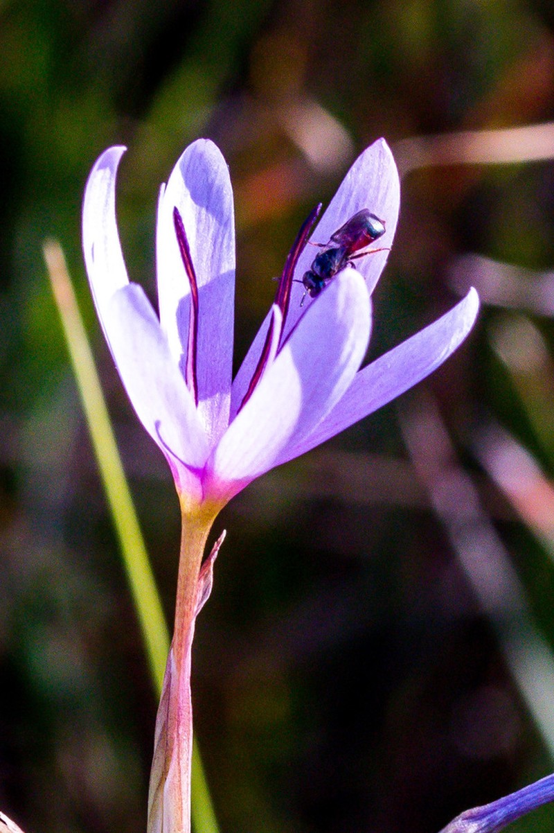 Hesperantha mtamvunae photo 3
