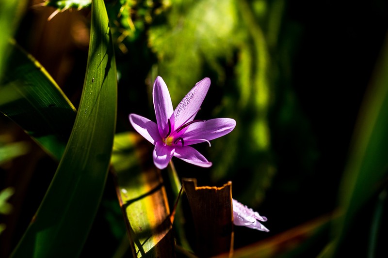 Hesperantha mtamvunae photo 4
