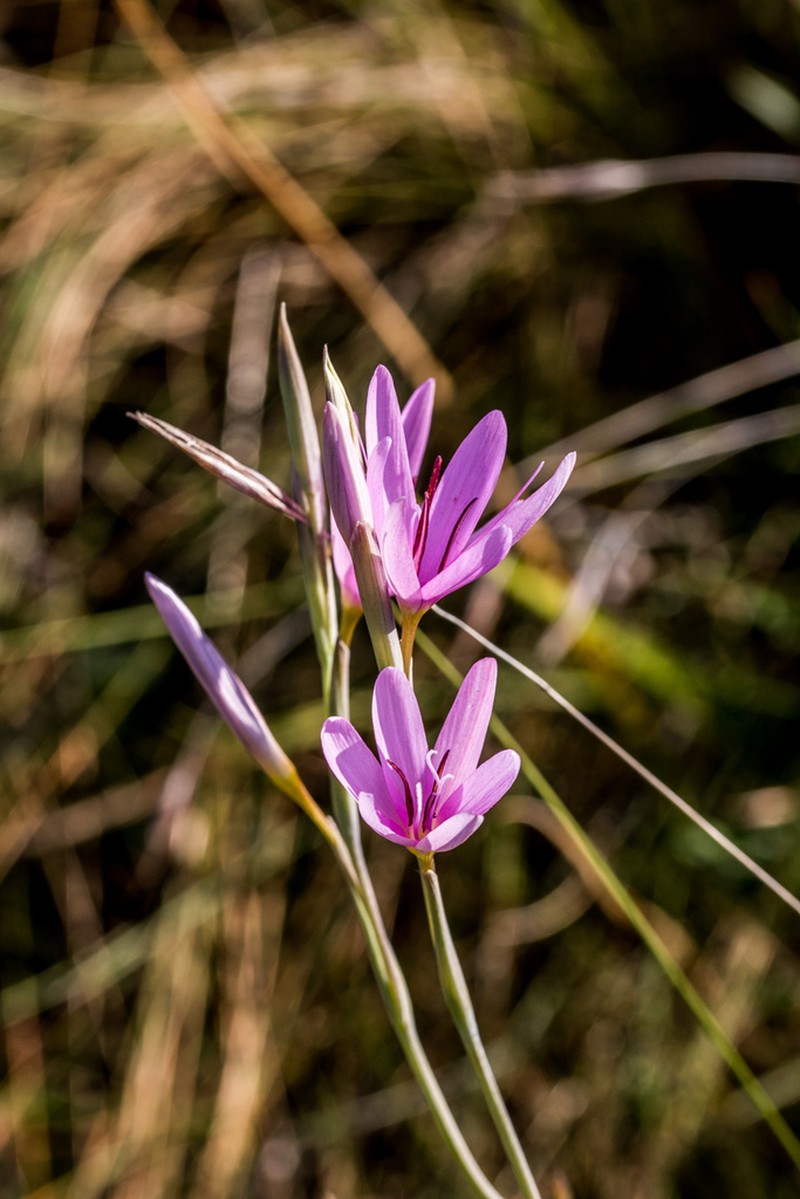 Hesperantha mtamvunae photo 5