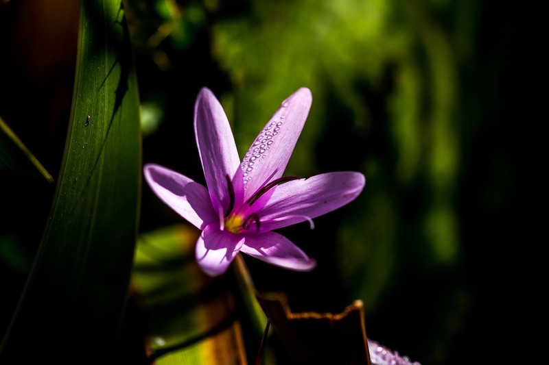 Hesperantha mtamvunae photo 6