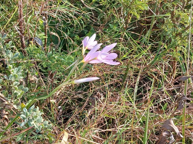Hesperantha mtamvunae photo 7
