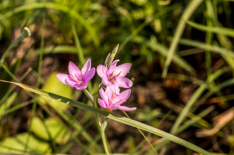 Hesperantha mtamvunae photo 8