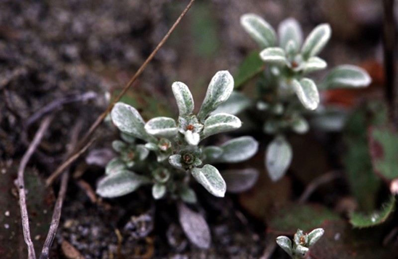 Erect Dwarf-Cudweed