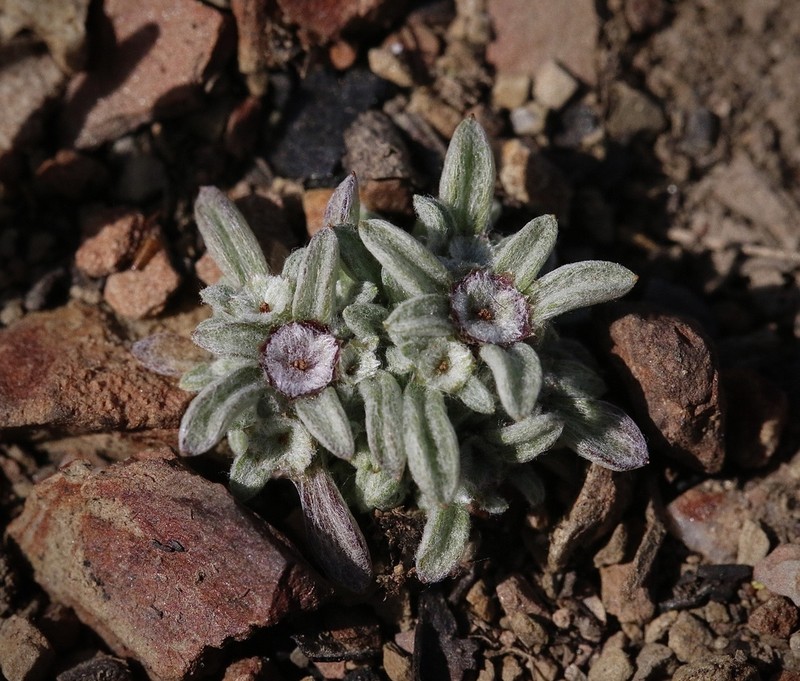 Stemless Dwarf-Cudweed